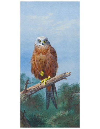 Картина Red Kite, 33х70 см, рама жемчуг с серебром